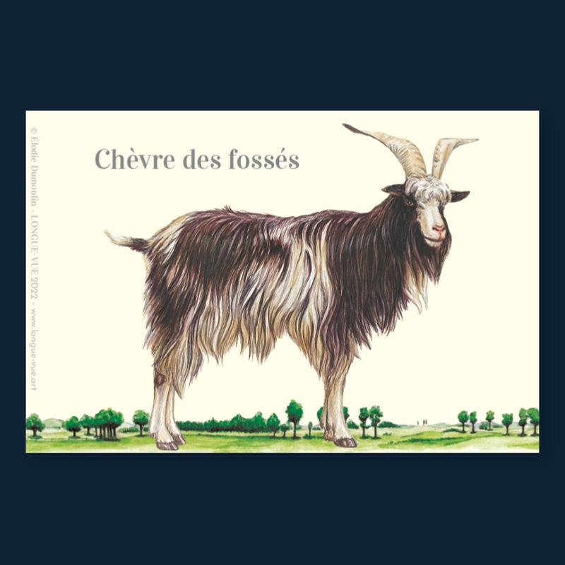 Chèvre des fossés