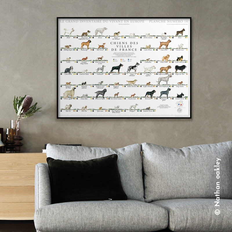 Chiens des villes de France