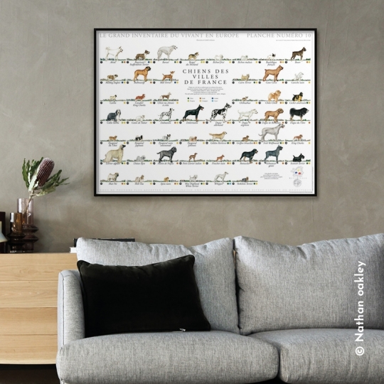 Chiens des villes de France