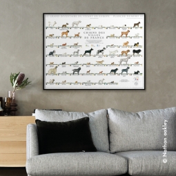 Chiens des villes de France