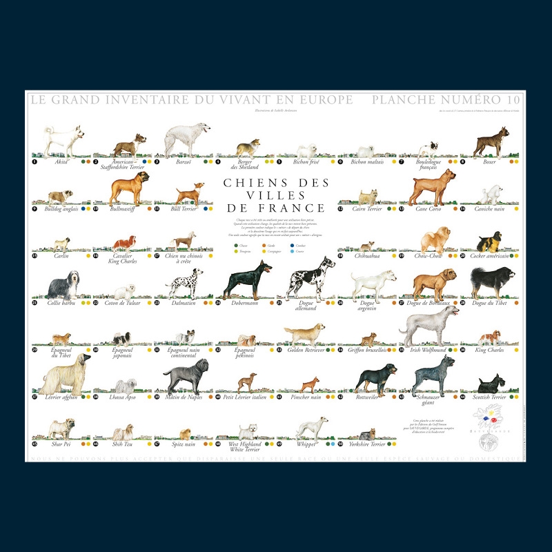 Chiens des villes de France