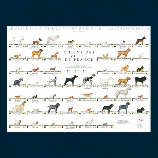 Chiens des villes de France