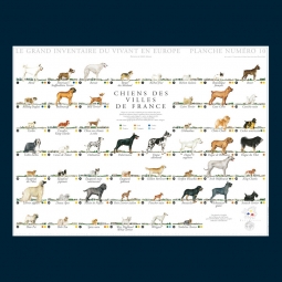 Chiens des villes de France