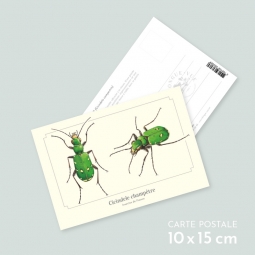 Cicindele champêtre