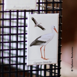 Cigogne blanche Cigogne blanche