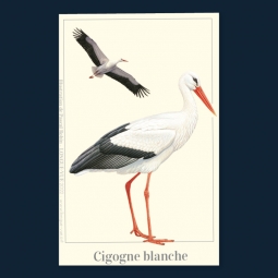 Cigogne blanche Cigogne blanche