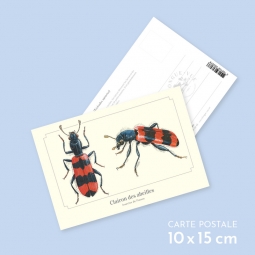 Clairon des abeilles