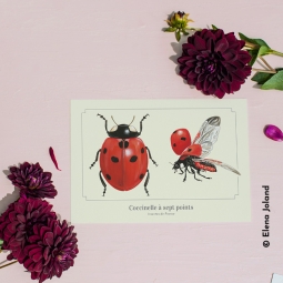 Coccinelle à sept points Coccinelle à sept points