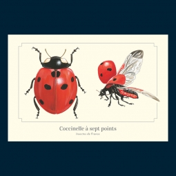 Coccinelle à sept points Coccinelle à sept points
