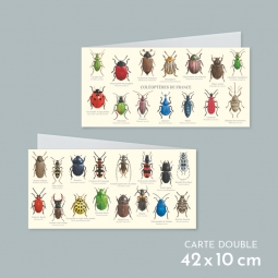 Coléoptères de France