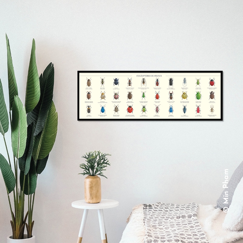 Coléoptères de France
