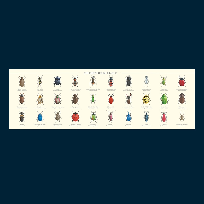 Coléoptères de France