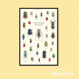 Coléoptères de France
