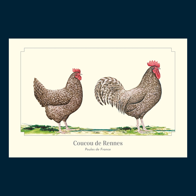 Coucou de Rennes