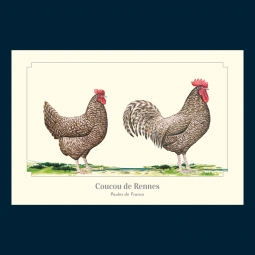 Coucou de Rennes