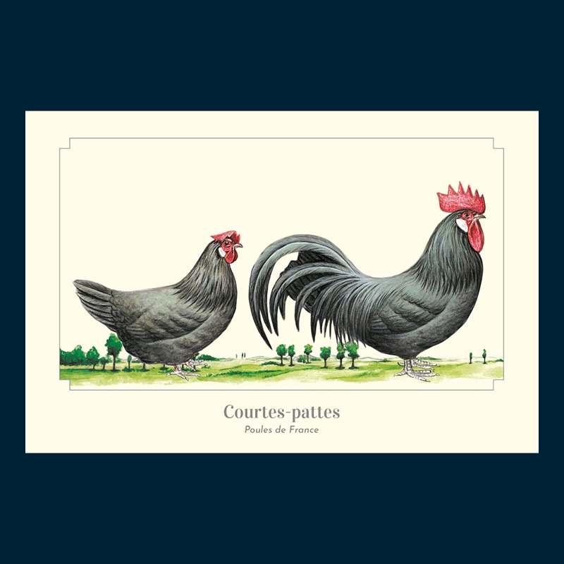 Courtes-pattes