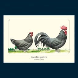 Courtes-pattes