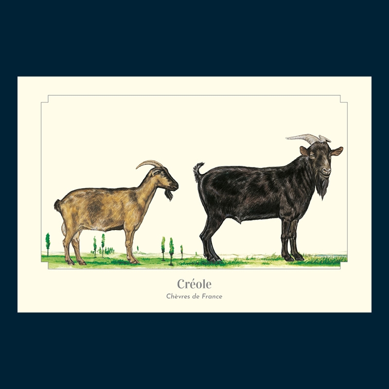 Créole