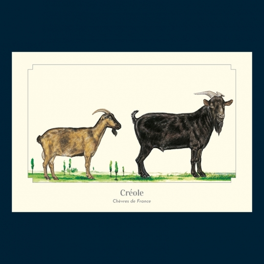 Créole