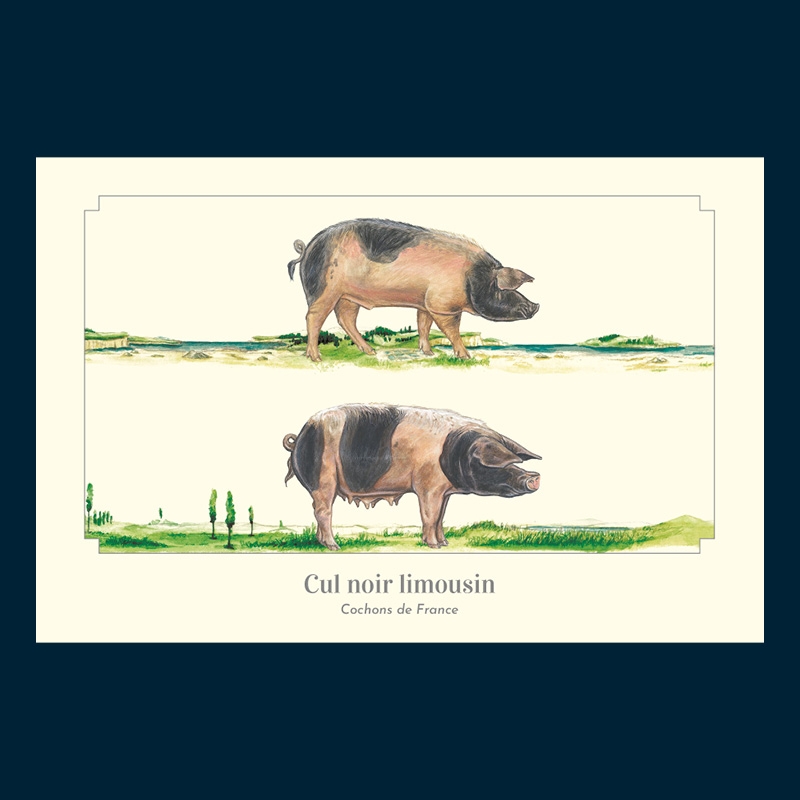 Cul noir limousin