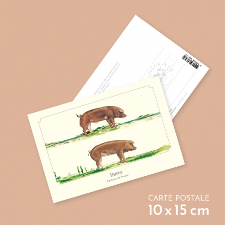 Duroc Duroc