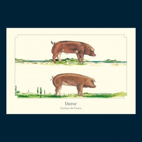 Duroc Duroc