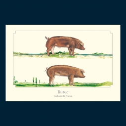 Duroc Duroc
