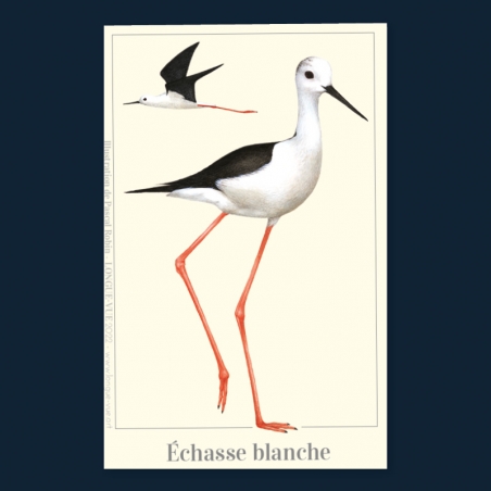 Échasse blanche