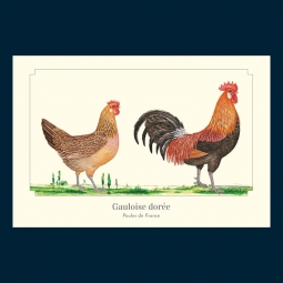 Gauloise dorée