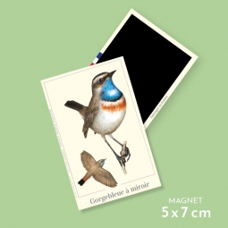 Gorgebleue à miroir