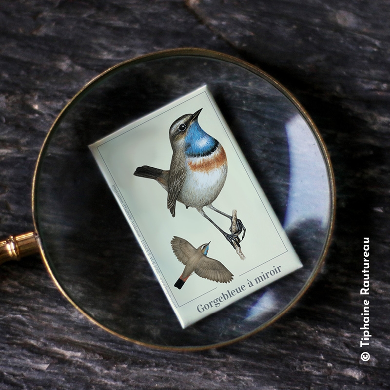 Gorgebleue à miroir