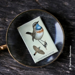 Gorgebleue à miroir