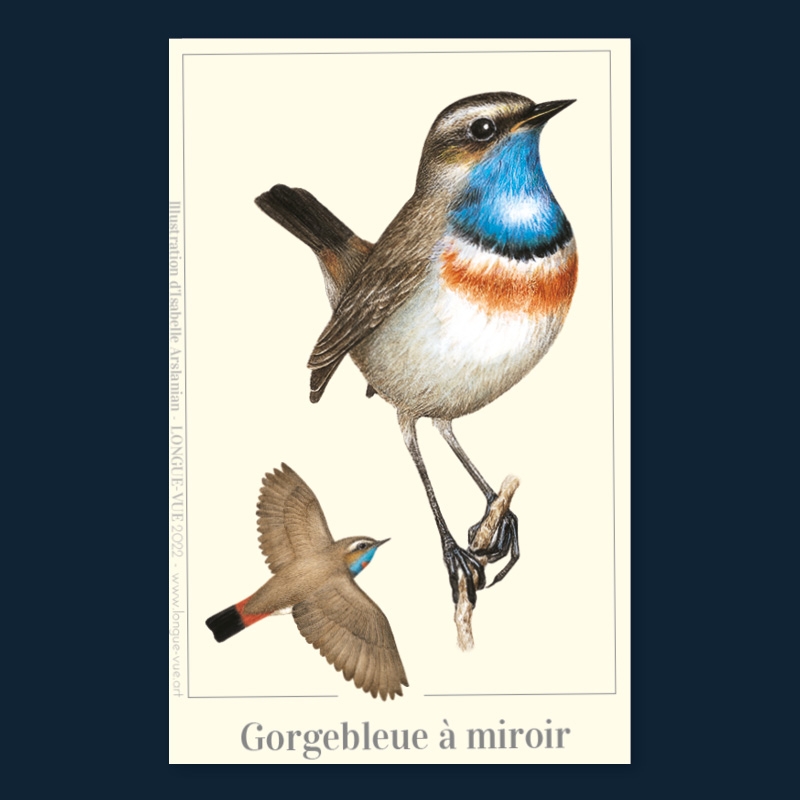 Gorgebleue à miroir