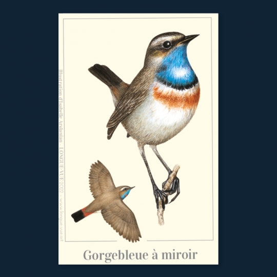 Gorgebleue à miroir