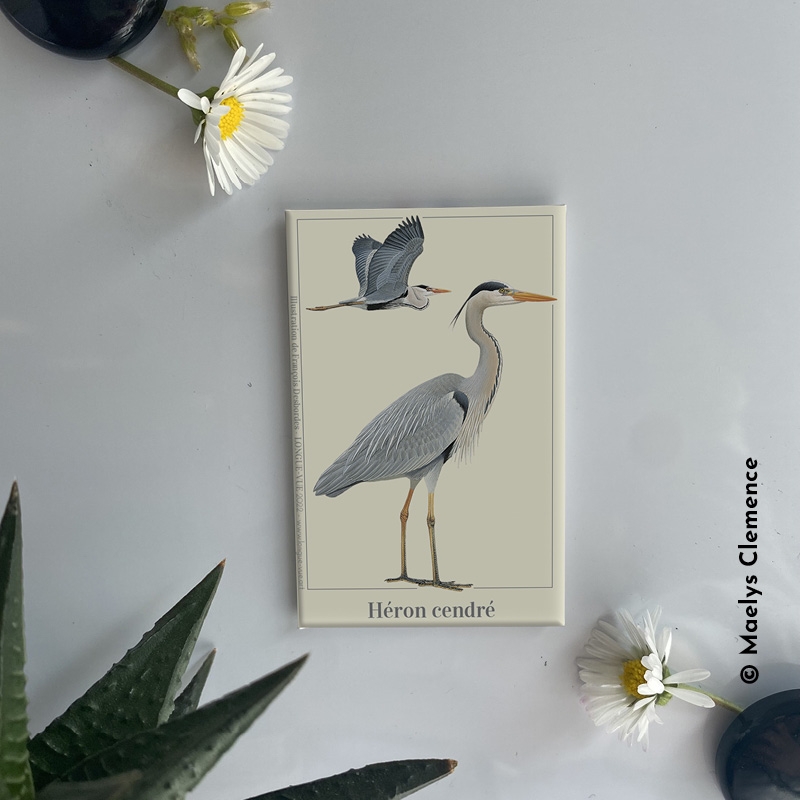 Héron cendré