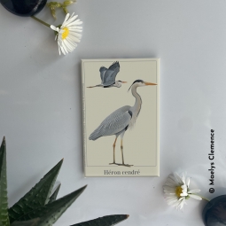 Héron cendré