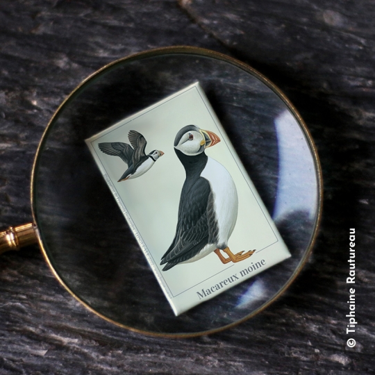 macareux moine - Longue-vue.art