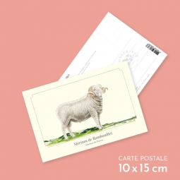 Mérinos de Rambouillet