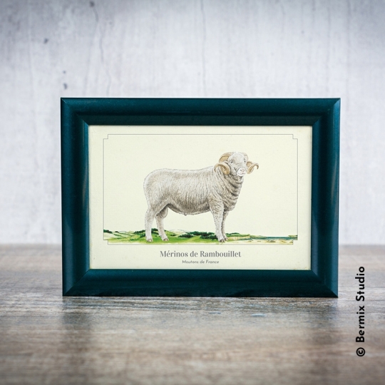 Mérinos de Rambouillet