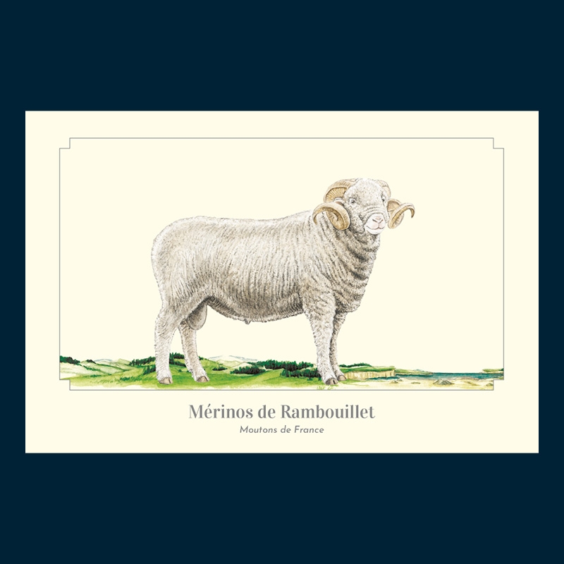 Mérinos de Rambouillet