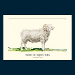 Mérinos de Rambouillet
