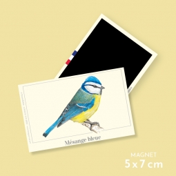 Mésange bleue