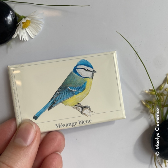 magnet mésange bleue - longue-vue.art