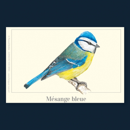 Mésange bleue