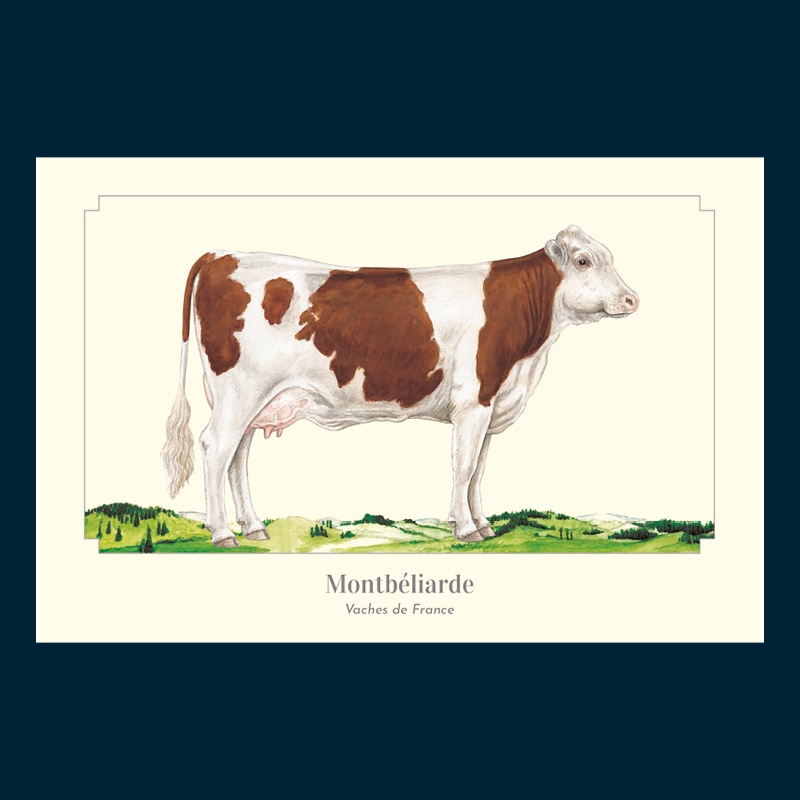 Montbéliarde
