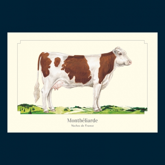 Montbéliarde