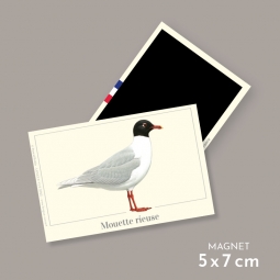 Mouette rieuse