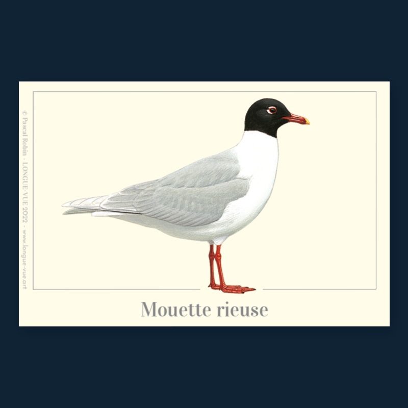 Mouette rieuse
