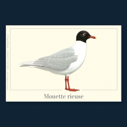 Mouette rieuse