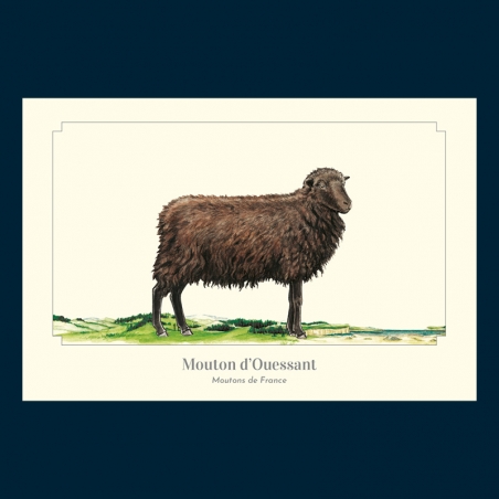 Mouton d'Ouessant